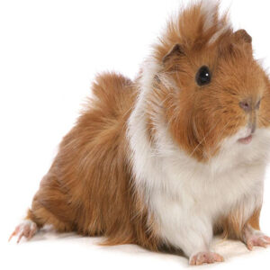Exotic Animal Care course