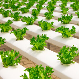 Hydroponics course