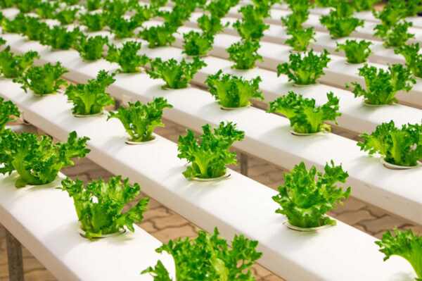 Hydroponics course