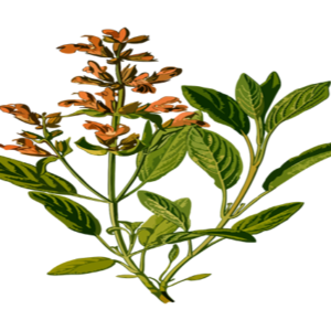 Master Herbalist course