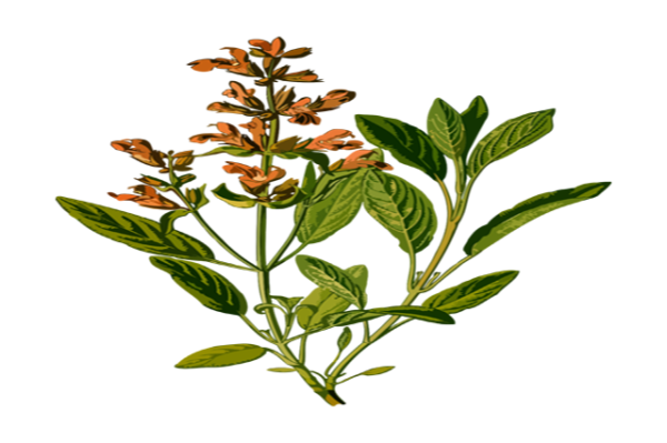 Master Herbalist course