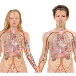 Anatomy and Physiology course