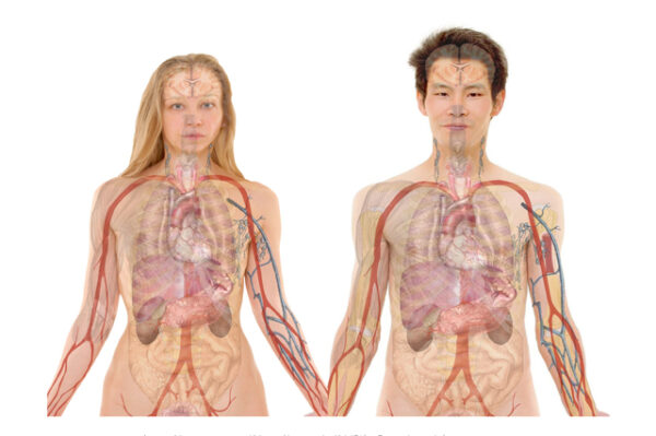 Anatomy and Physiology course