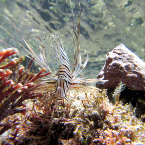 Marine Biology course