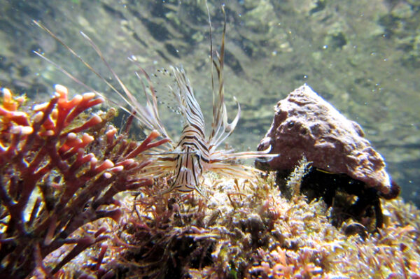 Marine Biology course