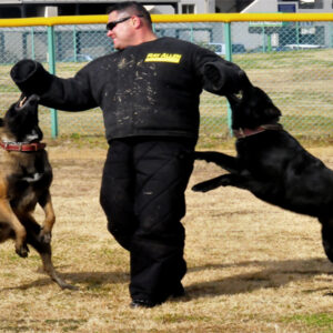 Dog Trainer Professional course