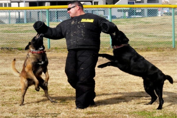 Dog Trainer Professional course