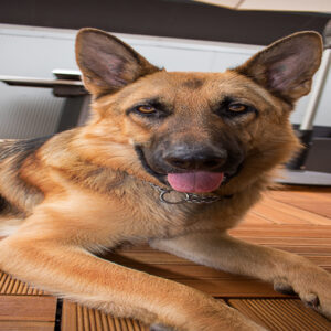 Pet sitting course