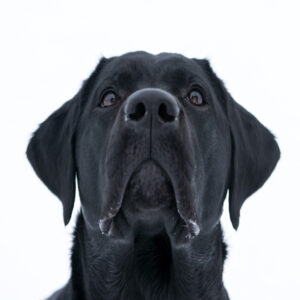 Animal Psychology course