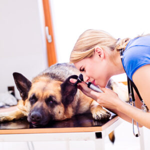 Veterinary Assistant course
