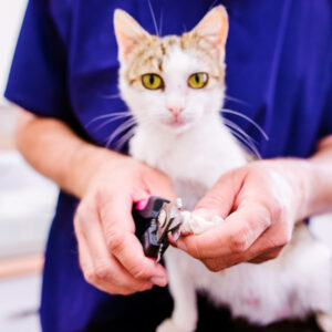 Pet Grooming course