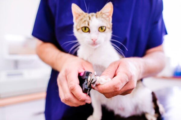 Pet Grooming course