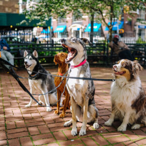 Dog Walking course