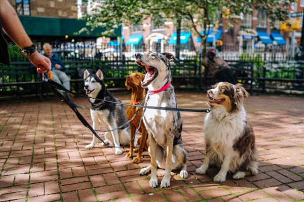 Dog Walking course
