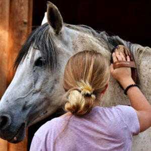 Horse Care and Stable Management course