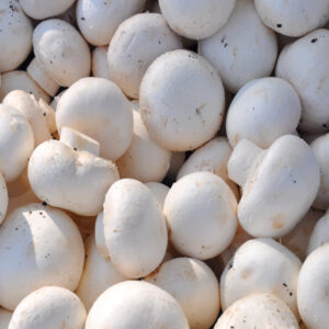 Mushroom Growing course