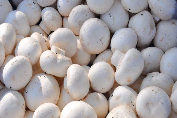 Mushroom Growing course