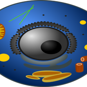 Basic Biology course