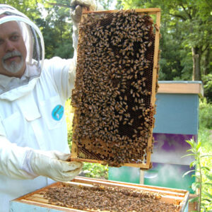 Beekeeping course