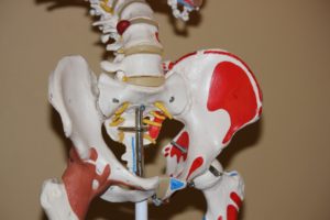 Anatomy And Physiology