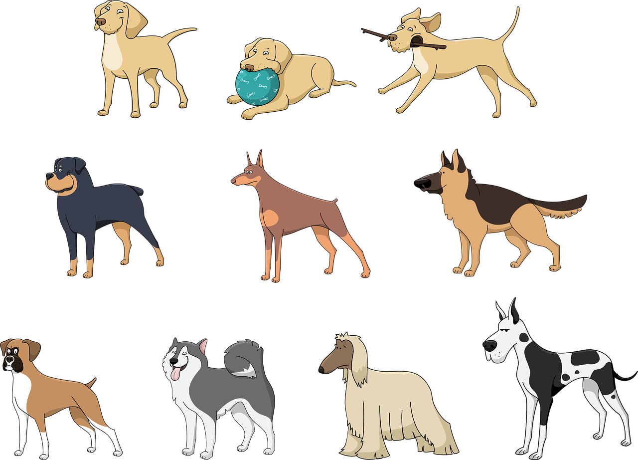 Dog Training