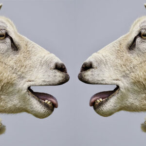 Ethology course