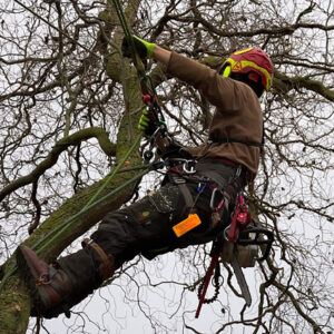 Arboriculture course