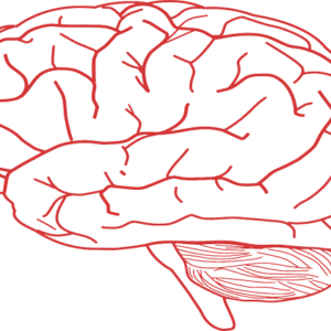 Neuroscience course