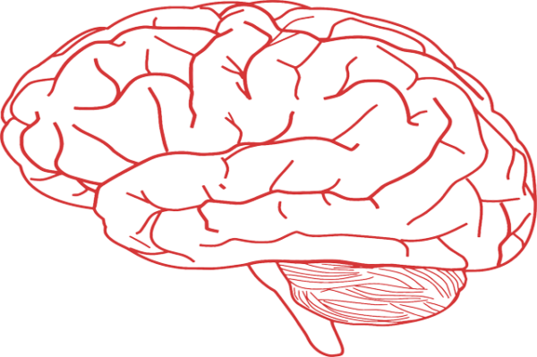 Neuroscience course
