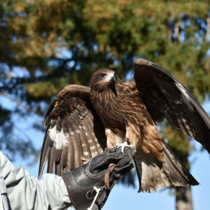 Zookeeping course