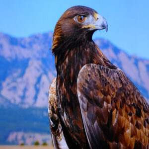 Ornithology course