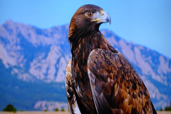 Ornithology course