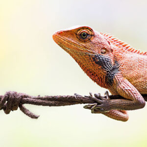 Herpetology course