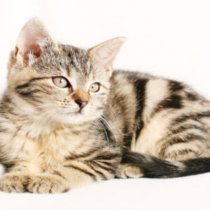 Feline Behaviour And Psychology course
