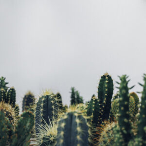 Botany course