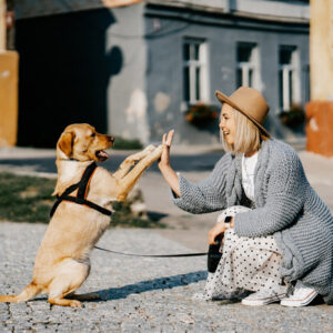Canine Communication course