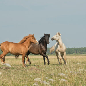 Equitation science course