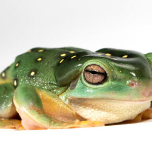 Zoology course