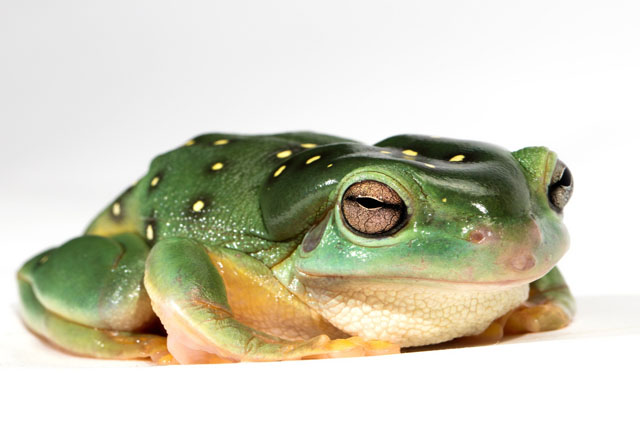 Zoology course