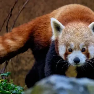 Endangered Species Recovery And Conservation course