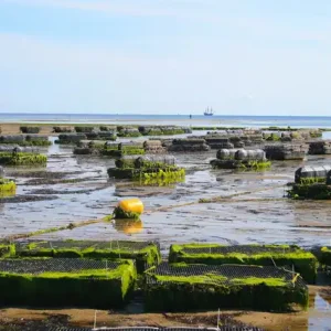 Aquaculture And Fishery Management course