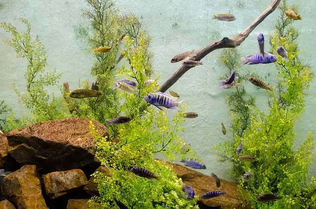What is Ichthyology 