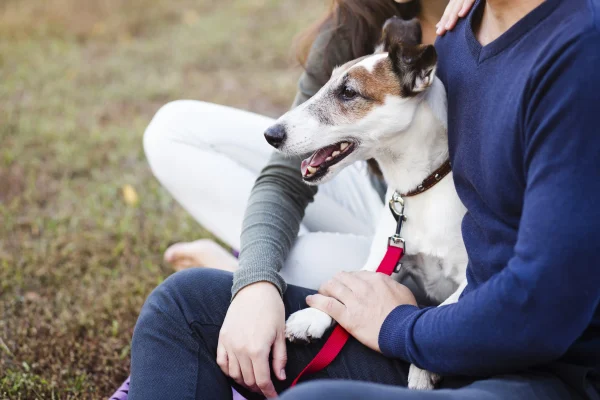 Adopting a rescue dog 