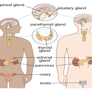 Basic Endocrinology course