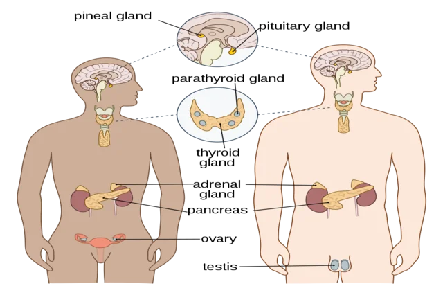 Basic Endocrinology course