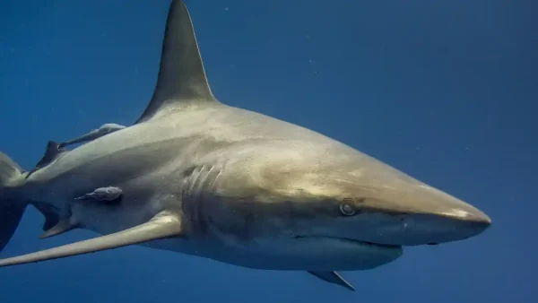 Conservation of sharks  