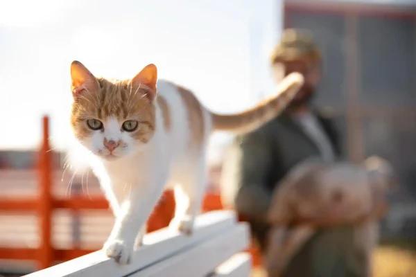 community cat