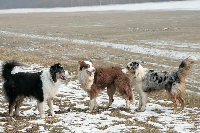 australian shepherd 
