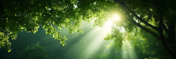 Photosynthesis