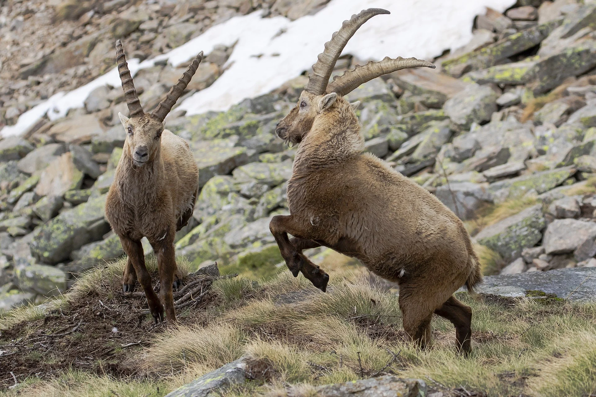 Alpine ibex 
